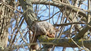红松鼠或欧亚红松鼠，落在树枝上，集中清理自己
